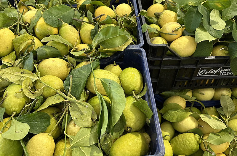 Limoni - Calabria - 1,20 euro al chilogrammo